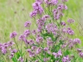 Wild Prairie Phlox