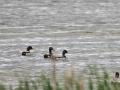 Male Mallards