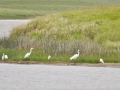 SD2016_397-white-shore-birds-E