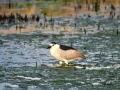 Black Crowned Night Heron