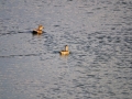 Gadwall duck pair