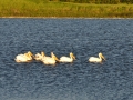 Pelicans