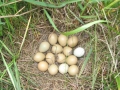 color-variation-in-pheasant-nest