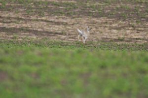 Pheasant Hunting in South Dakota